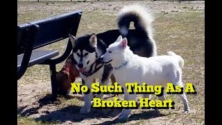 Old Dominion - No Such Thing as a Broken Heart with Tonka and Capone