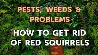 How to Get Rid of Red Squirrels