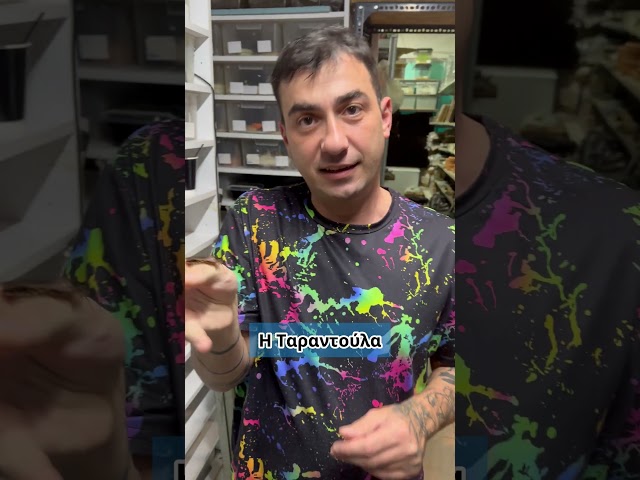 Ταραντούλα vs Κατσαρίδα