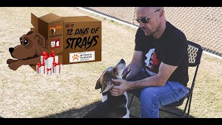 12 Days Of Strays: Hera