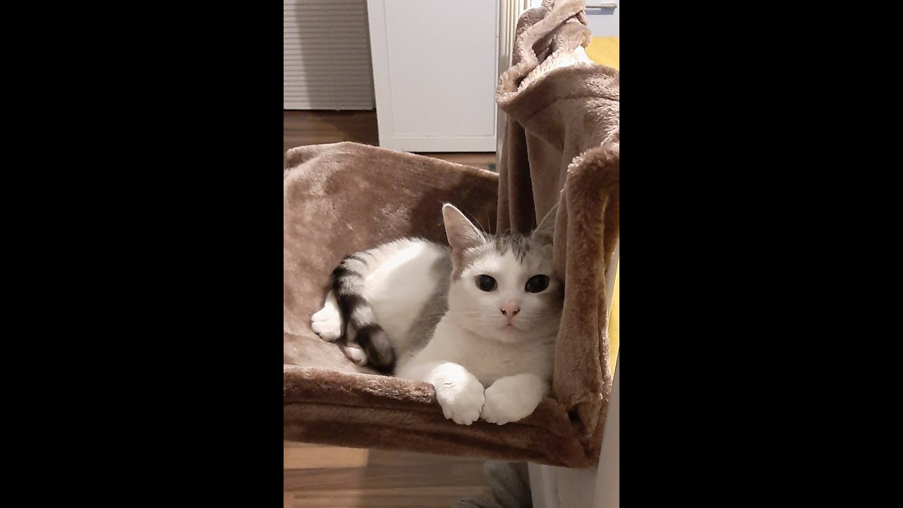 Hauskatzen zusammen führen, Katzenleben, Kennlernphase, werden meine Katzen Freunde???