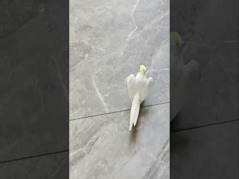 Cute Opera Singing Stroll ✨🦜😍#cockatielscraze