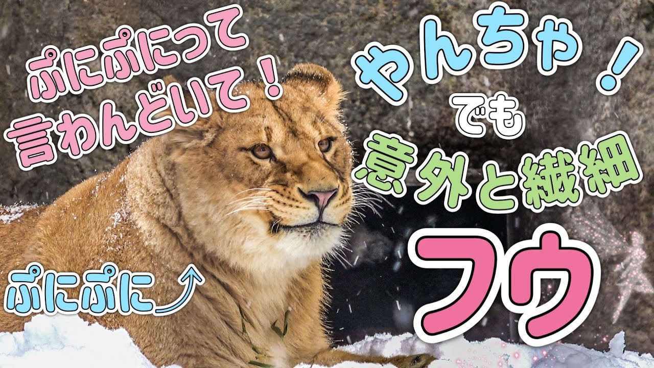 【旭山動物園ライオン】やんちゃだけど意外と繊細！フウ推し目線カメラ✨＆オリトファミリー家族床暖らん