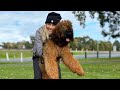 Dog Tricks with Frankie the Briard and owner Justyna の動画、YouTube動画。