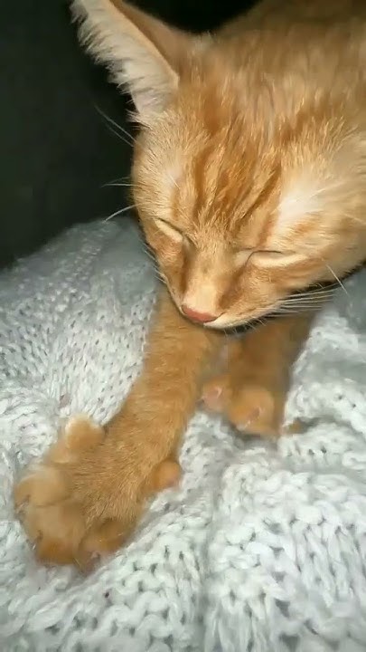 сімба😭😥😇😇🤗🤗😇😇😇🤗🤗😇🌭🌭🍔🍟🌭🌮🌮🍲🥘🍔🤩🥺🥲🥰😘 - YouTube