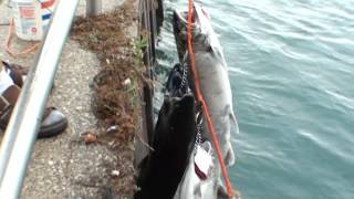 Fishing Port Huron Michigan
