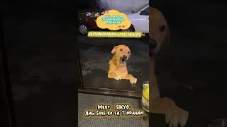 Adorable Stray Dog