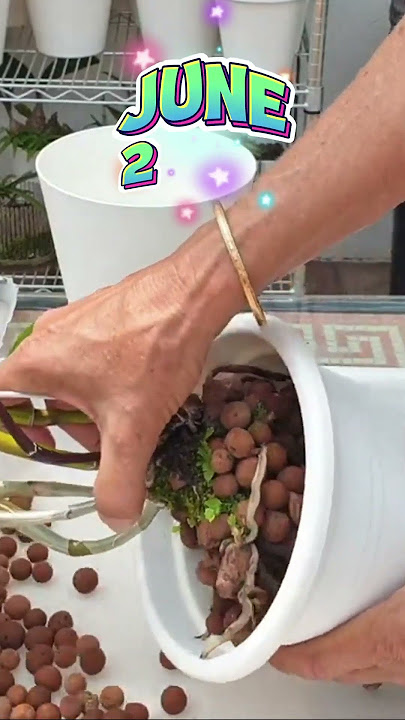 The 🚨ONE Danger with LECA 🚨Revealed & How to Rescue your Orchid 🚩#orchidcare #ninjaorchids #shorts