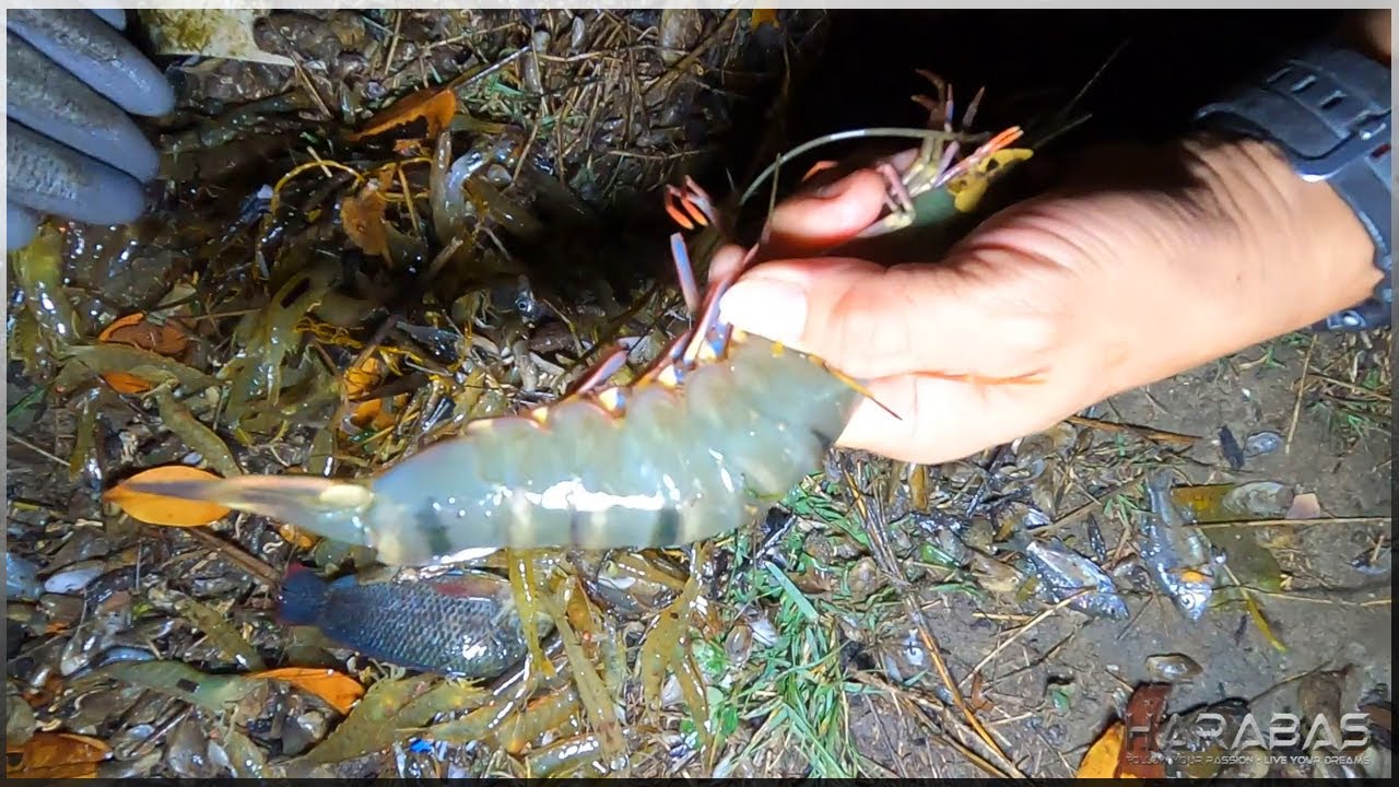 EP628-Part1 - Kimpot Mabisang Paraan sa Panghuhuli ng Hipon | Catch and Cook