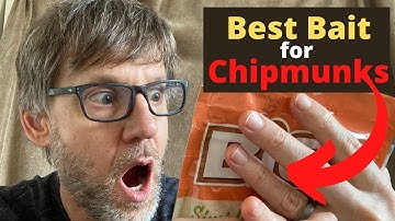 Best Bait for Trapping Chipmunks | Chipmunks, Mice and Squirrels LOVE this bait