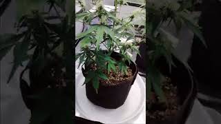 Nitrogen Deficiency Auto ILGM ❤️ WHITE WIDOW