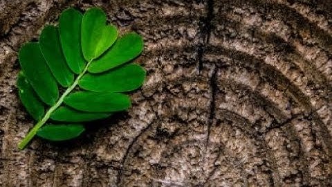 Robert Brandom - On Philosophical Genealogies