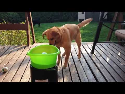 dog-excitedly-plays-fetch-with-ball-throwing-machine---1022616