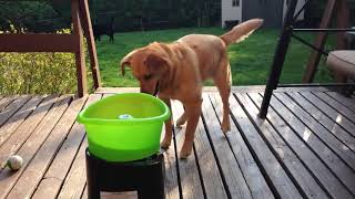Dog Excitedly Plays Fetch with Ball Throwing Machine  1022616