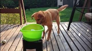 Dog Excitedly Plays Fetch with Ball Throwing Machine - 1022616
