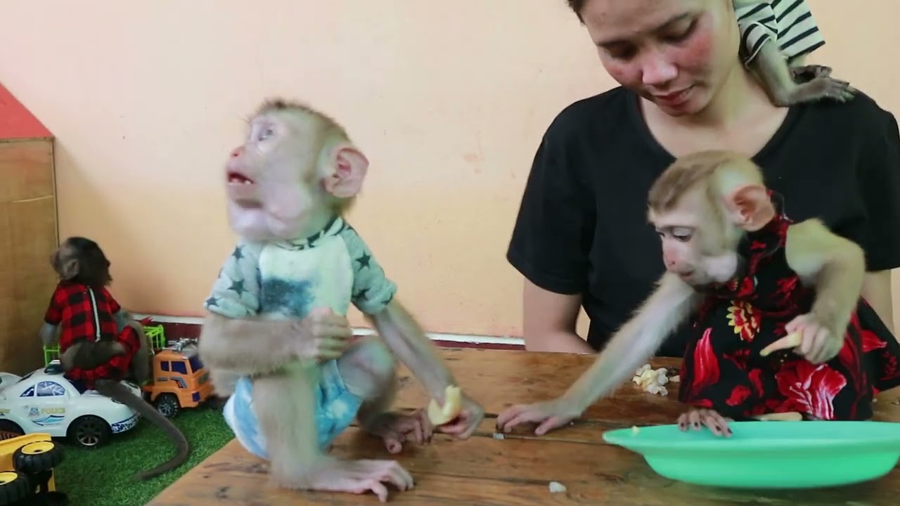 Happy day , Happy monkey enjoy eating Apple today.