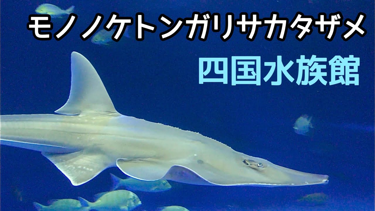 モノノケトンガリサカタザメ ゆっくりと泳いでいます【四国水族館