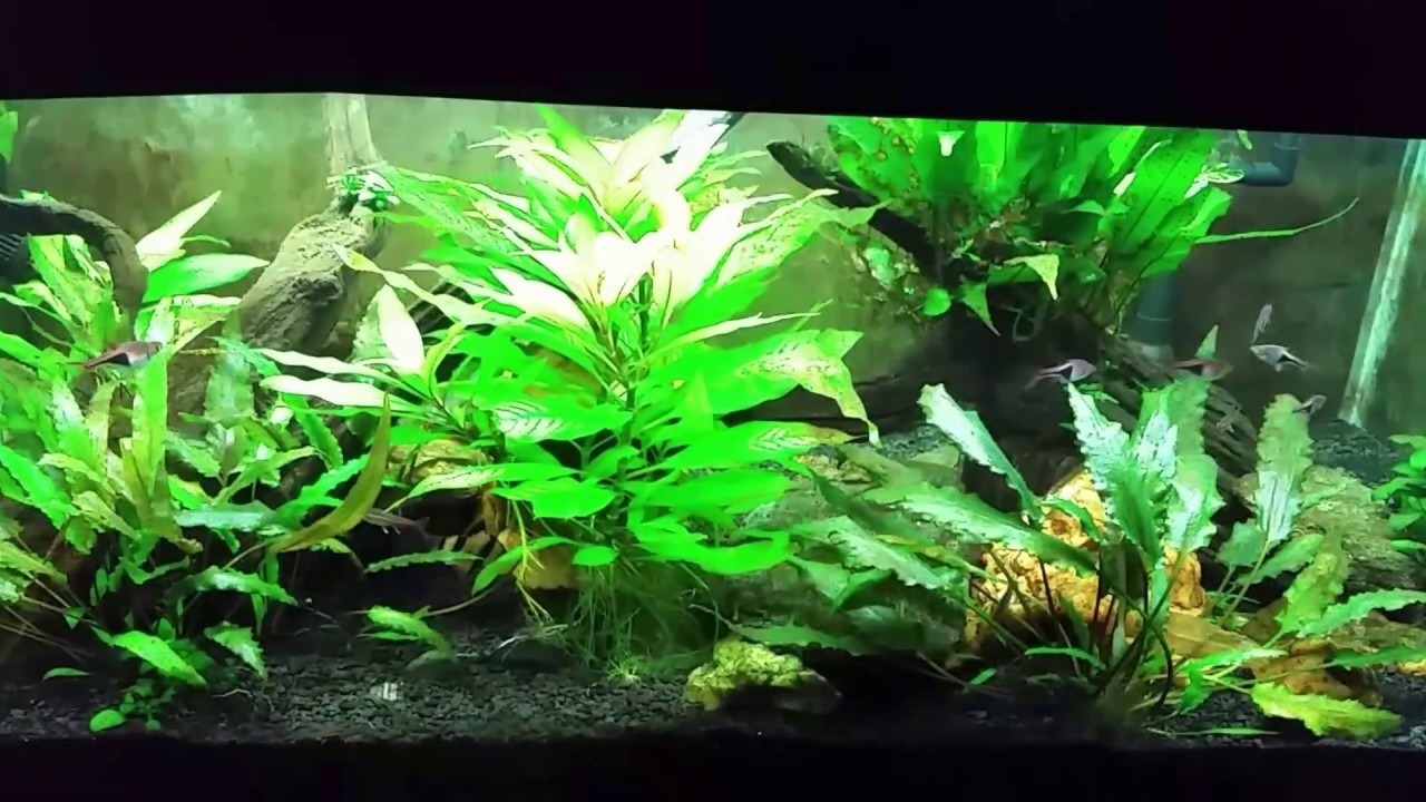 Do Shoaling Fish Really Need To Be Kept In Groups?