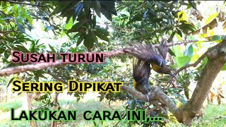 Trik Jitu Pikat Burung Kolibri Kelapa/Manggar