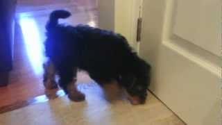 Stryders First Day  Welsh Terrier