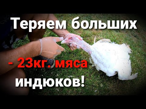 ❗ПОЧЕМУ ДОХНЕТ ВЗРОСЛАЯ ИНДЕЙКА? / ВЫЯСНЯЕМ ПРИЧИНЫ ПАДЕЖА / РАЗРЫВ БРЮШНОЙ АОРТЫ