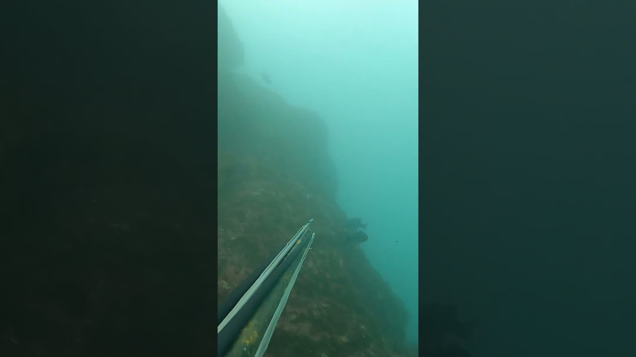 La Espera tiene su Recompensa🎯[Lubina 2,5 kg] Pesca Selectiva