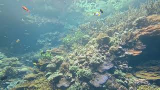 Burgers zoo dierentuin zoo impressie met kwart eeuw vrienden. Bush Mangrove Ocean. Onderwater zee