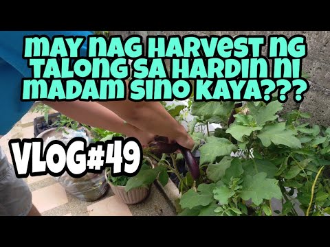 EP49-HARVEST NG GULAY SA HARDIN NI MADAM ||