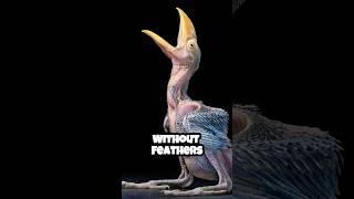 How Birds Look Without Feathers
