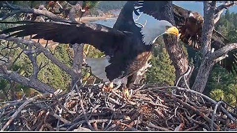 JACKIE & SHADOW DEFEND THEIR NEST FROM JUVENILE BALD EAGLE! 😲 Big Bear Eagles @FOBBVCAM 11.30.25