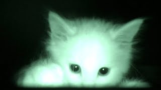 What Kittens Do At Night...