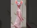 Sphynx Cat Shortsfeed Cat Catvideos