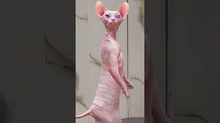 Sphynx Cat  shortsfeed cat  cats