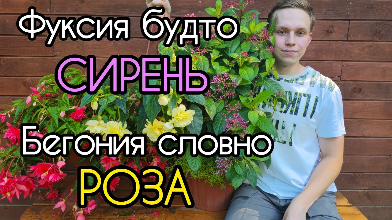 Обзор КОНТЕЙНЕРНЫХ растений - неприхотливые и обильноцветущие! Самая необычная ФУКСИЯ!