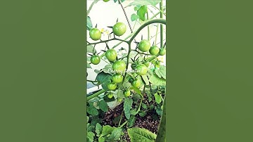 Cherry tomatoes in a growbag /चेरी  टमाटर/চেরি টমেটোর/ Solanum lycopersicum/ томатычерри