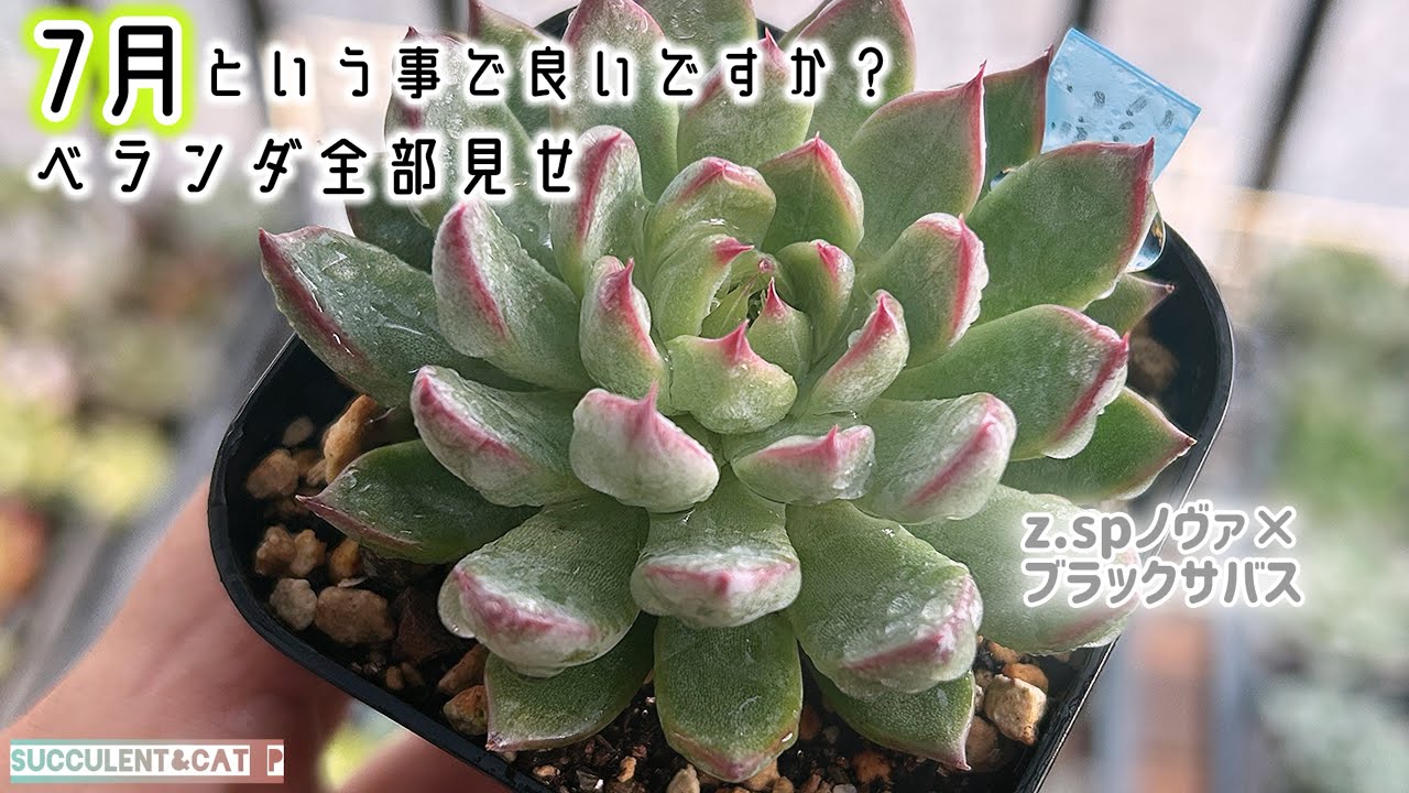 多肉植物】 7月ベランダ全部見せ！暑いっ(8月1日) - YouTube
