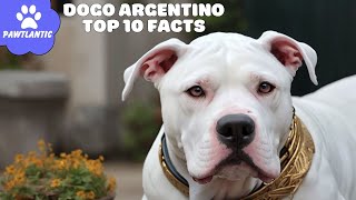 Dogo Argentino - Top 10 Facts | Dog Facts by Vibeza - Paw 40 views 8 months ago 2 minutes, 35 seconds