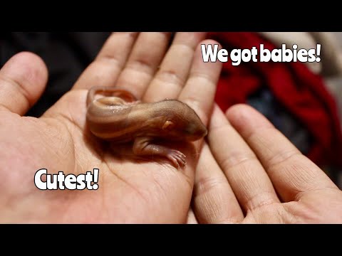 How to care for Indian Baby Squirrels