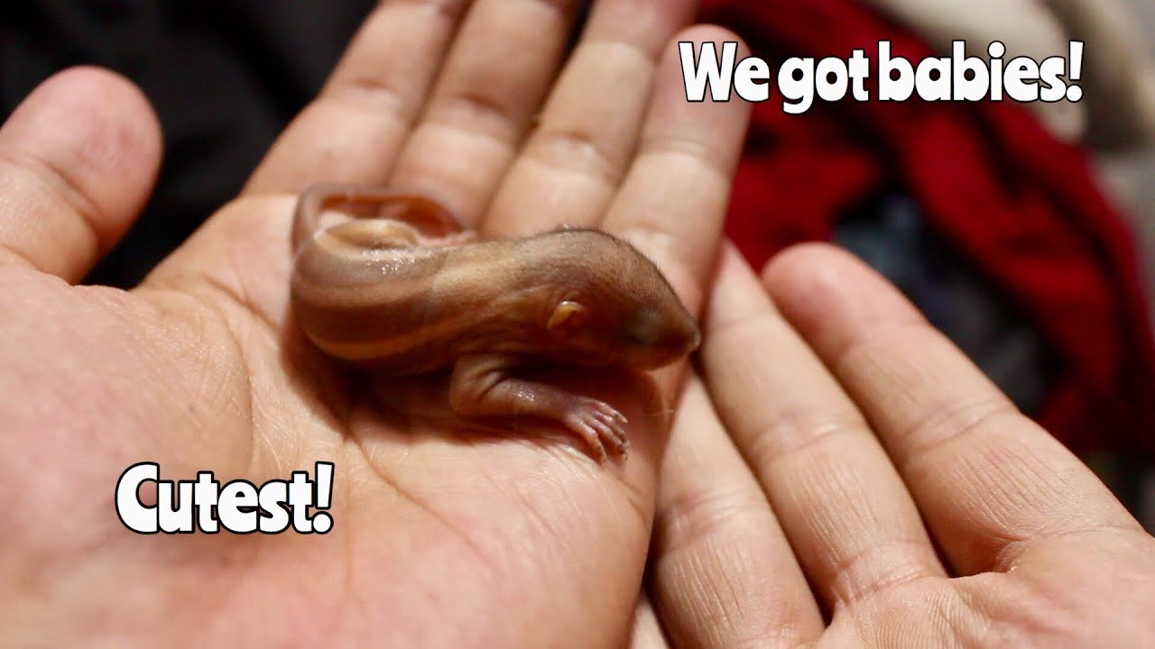 How to care for Indian Baby Squirrels