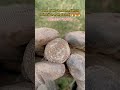 #metaldetecting #metaldetectingfinds #metaldetect #metaldetector #fyp