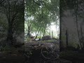 wait for end #youtubeshorts #animal #pigs #ytshorts #ytchannel #pigsanctuary #pigfeed