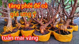 18/5/☎️ 0335229639 tuấn mai vàng live mai giảo thủ đức phôi tàng củ đế giá phải chăng