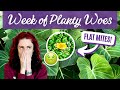 Planty misfortunes my week of epic planty fails