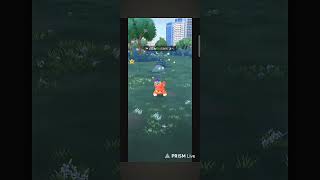 😱 Wild Shiny Pawmi Spawned!! Insane Luck in Pokémon GO ⚡✨#shorts