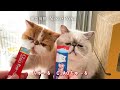 【CIAOちゅ~るMV】「ちゅ~るしよ!」 第4弾(いなば食品グループ)