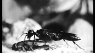 short: KILLERS OF THE INSECT WORLD (1950) - bug snuff!