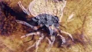 Madking Ludwig - Dermatobia Hominis