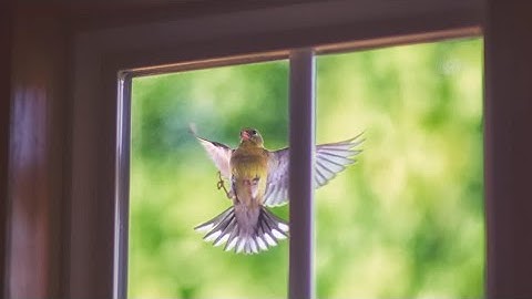 Why Are Birds Attacking My Windows?