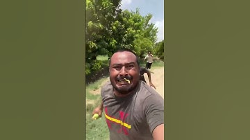 đi trộm xoài và cái kết #funny #viral #shorts