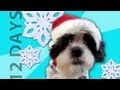 Animals Sing "12 Days of Christmas"